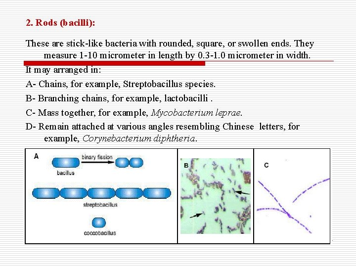 2. Rods (bacilli): These are stick-like bacteria with rounded, square, or swollen ends. They