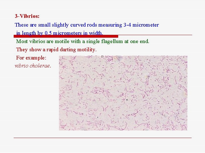 3 -Vibrios: These are small slightly curved rods measuring 3 -4 micrometer in length