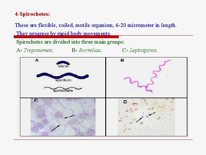 4 -Spirochetes: These are flexible, coiled, motile organism, 6 -20 micrometer in length. They