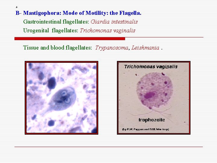 a B- Mastigophora: Mode of Motility: the Flagella. Gastrointestinal flagellates: Giardia intestinalis Urogenital flagellates: