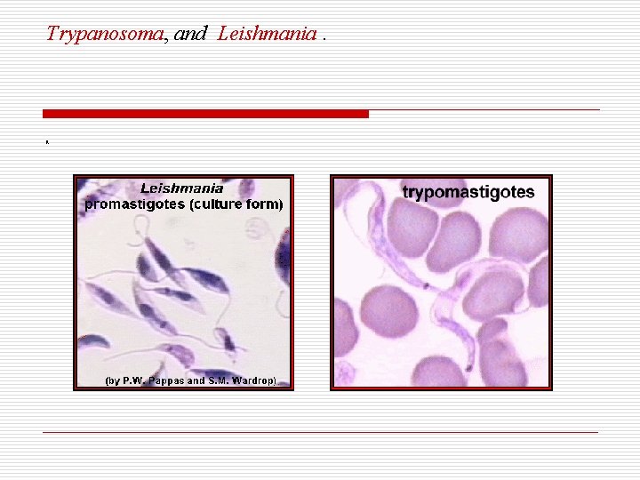 Trypanosoma, and Leishmania. a 