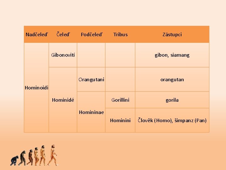 Nadčeleď Čeleď Podčeleď Tribus Gibonovití Zástupci gibon, siamang Orangutani orangutan Hominoidi Hominidé Gorillini gorila