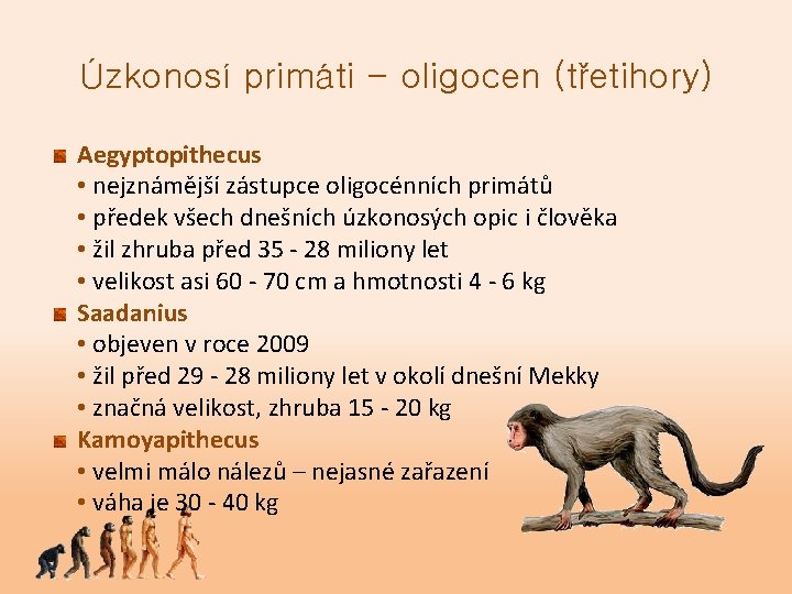 Úzkonosí primáti - oligocen (třetihory) Aegyptopithecus • nejznámější zástupce oligocénních primátů • předek všech