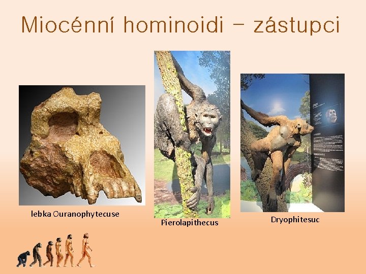 Miocénní hominoidi - zástupci lebka Ouranophytecuse Pierolapithecus Dryophitesuc 