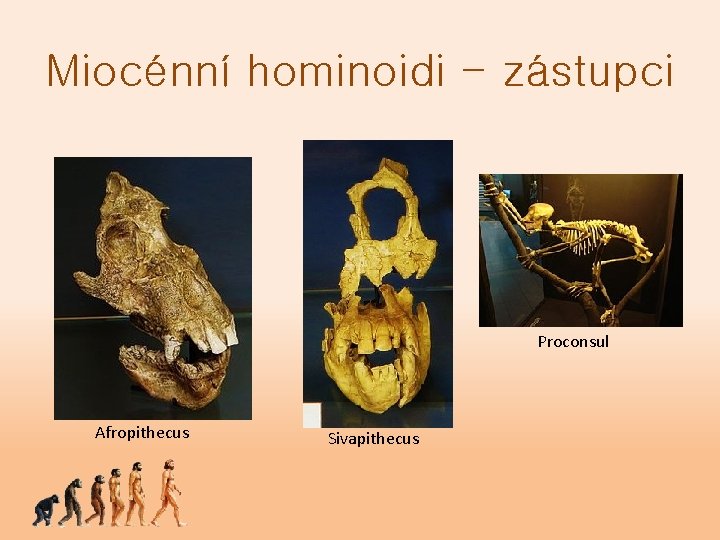 Miocénní hominoidi - zástupci Proconsul Afropithecus Sivapithecus 
