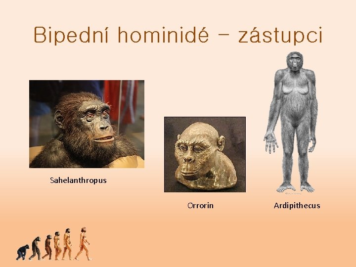 Bipední hominidé - zástupci Sahelanthropus Orrorin Ardipithecus 