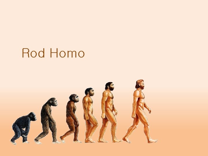Rod Homo 