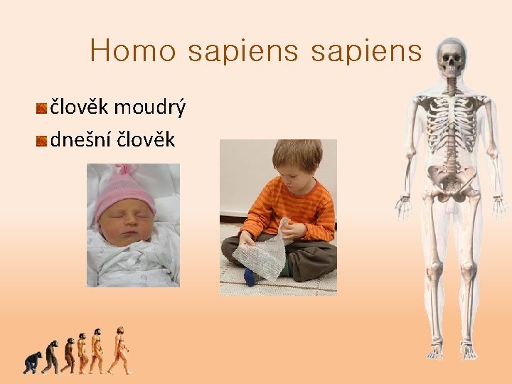 Homo sapiens člověk moudrý dnešní člověk 