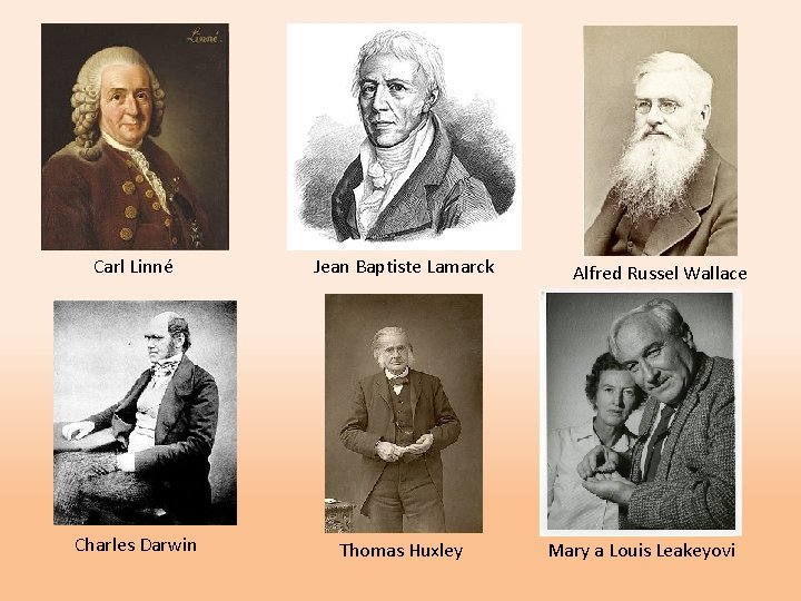 Carl Linné Jean Baptiste Lamarck Charles Darwin Thomas Huxley Alfred Russel Wallace Mary a