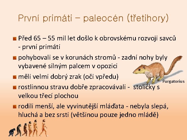 První primáti – paleocén (třetihory) Před 65 – 55 mil let došlo k obrovskému