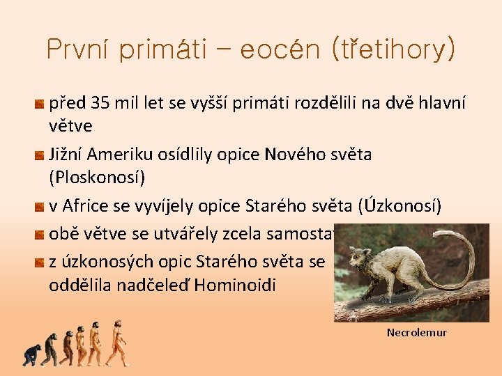 První primáti – eocén (třetihory) před 35 mil let se vyšší primáti rozdělili na