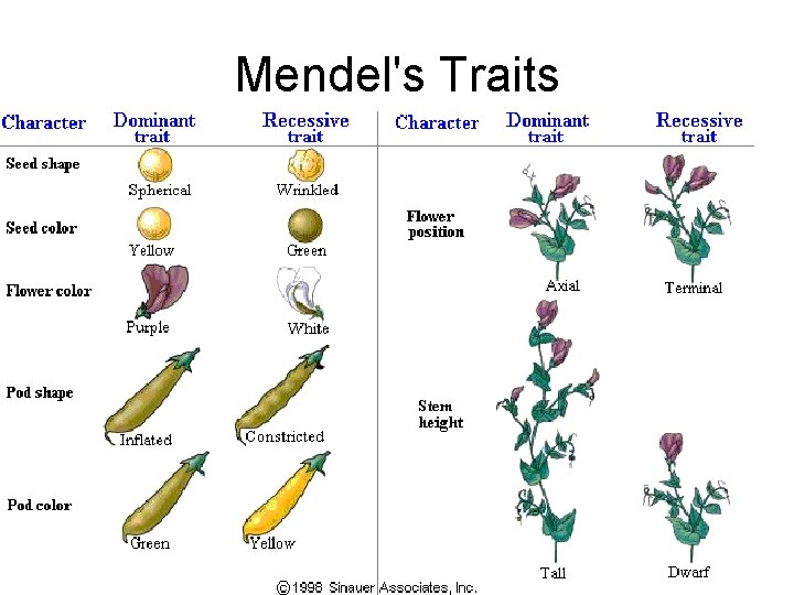 Mendel's Traits 