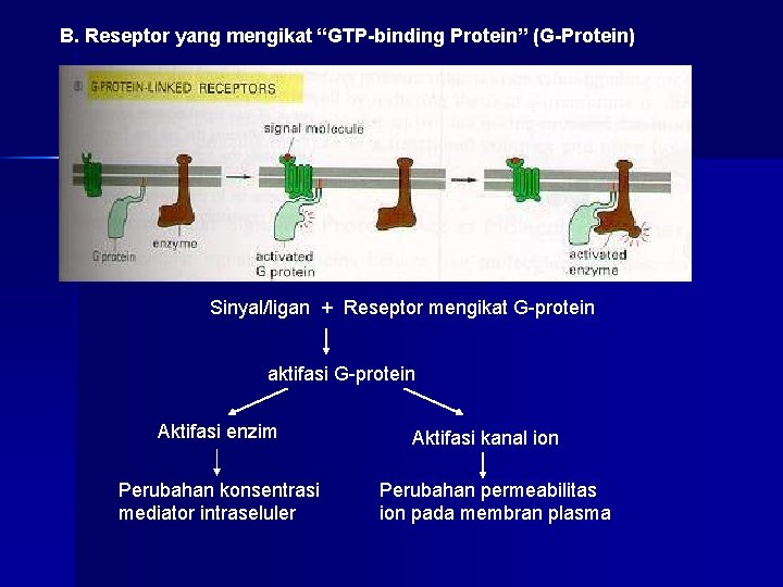 B. Reseptor yang mengikat “GTP-binding Protein” (G-Protein) Sinyal/ligan + Reseptor mengikat G-protein aktifasi G-protein