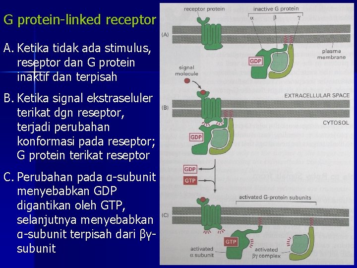 G protein-linked receptor A. Ketika tidak ada stimulus, reseptor dan G protein inaktif dan