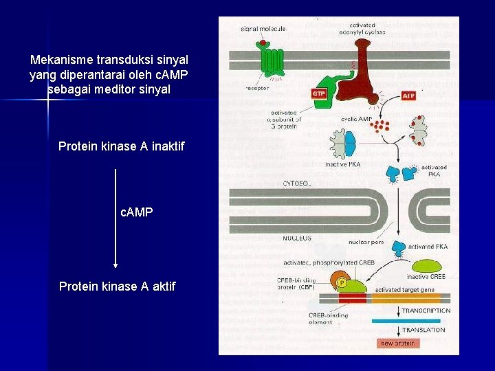 Mekanisme transduksi sinyal yang diperantarai oleh c. AMP sebagai meditor sinyal Protein kinase A