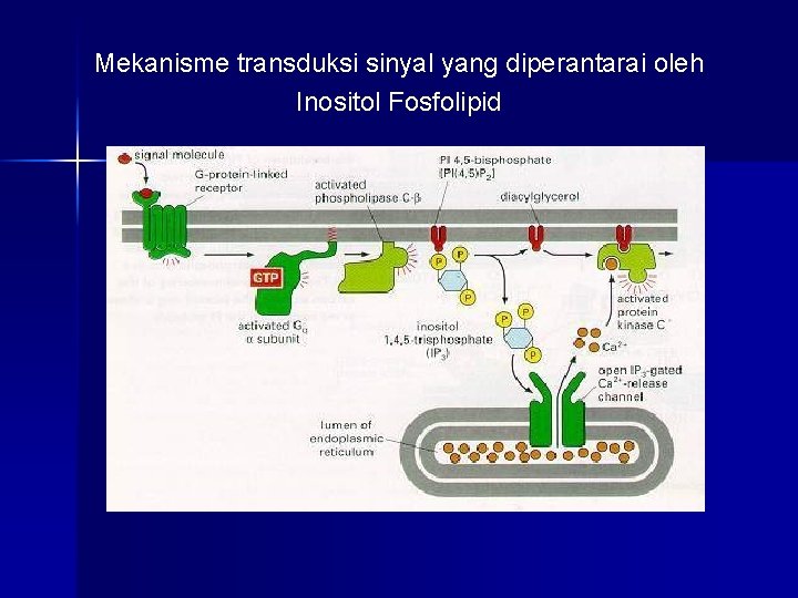 Mekanisme transduksi sinyal yang diperantarai oleh Inositol Fosfolipid 