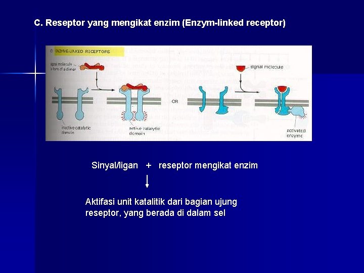 C. Reseptor yang mengikat enzim (Enzym-linked receptor) Sinyal/ligan + reseptor mengikat enzim Aktifasi unit