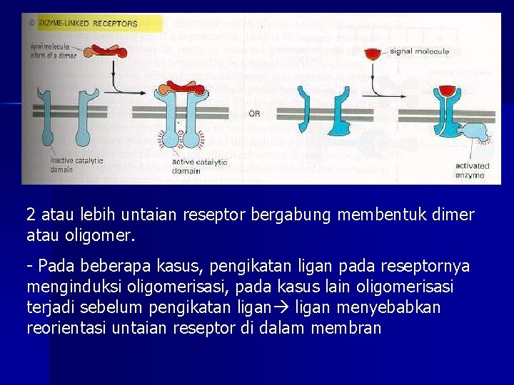 2 atau lebih untaian reseptor bergabung membentuk dimer atau oligomer. - Pada beberapa kasus,