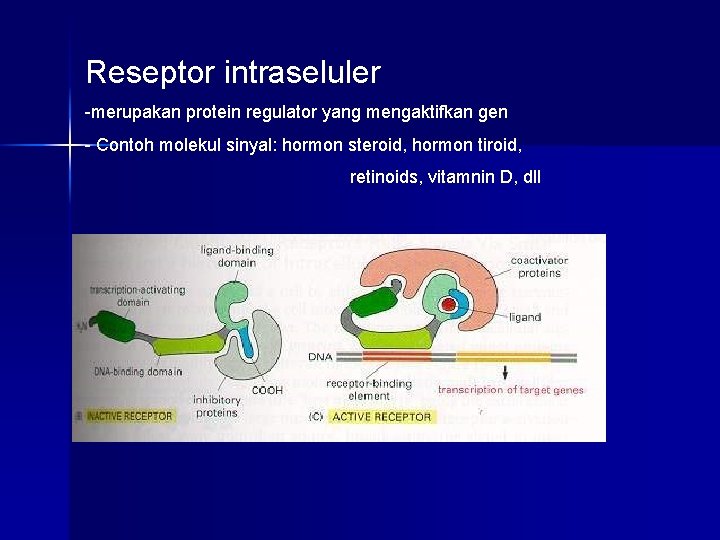 Reseptor intraseluler -merupakan protein regulator yang mengaktifkan gen - Contoh molekul sinyal: hormon steroid,