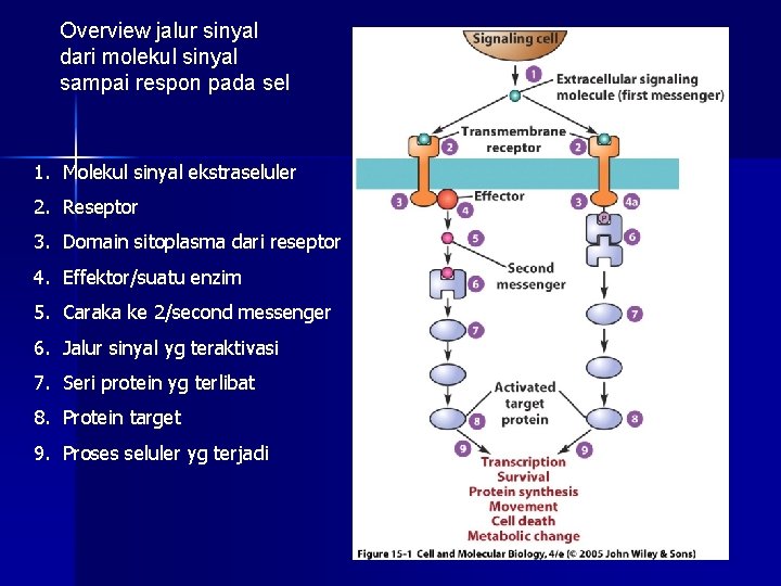 Overview jalur sinyal dari molekul sinyal sampai respon pada sel 1. Molekul sinyal ekstraseluler