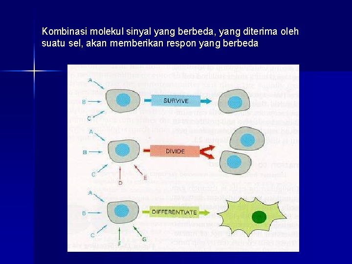 Kombinasi molekul sinyal yang berbeda, yang diterima oleh suatu sel, akan memberikan respon yang