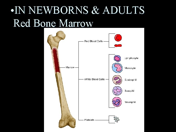  • IN NEWBORNS & ADULTS Red Bone Marrow 