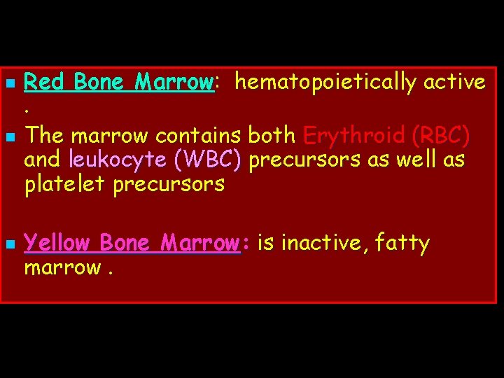 n n n Red Bone Marrow: hematopoietically active. The marrow contains both Erythroid (RBC)