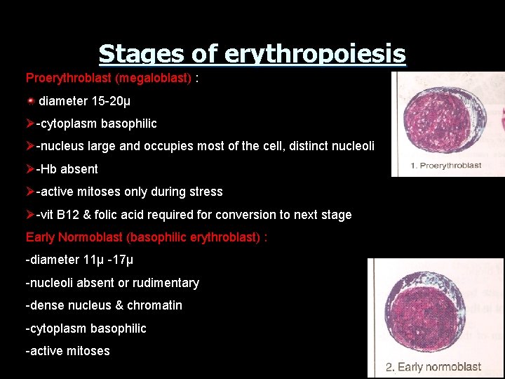 Stages of erythropoiesis Proerythroblast (megaloblast) : diameter 15 -20µ Ø-cytoplasm basophilic Ø-nucleus large and