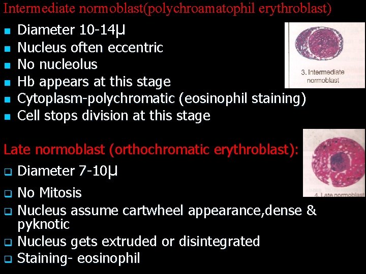 Intermediate normoblast(polychroamatophil erythroblast) n Diameter 10 -14µ n Nucleus often eccentric n No nucleolus