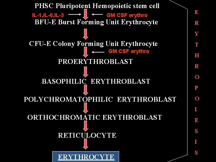 PHSC Pluripotent Hemopoietic stem cell IL-1, IL-6, IL-3 GM CSF erythro BFU-E Burst Forming