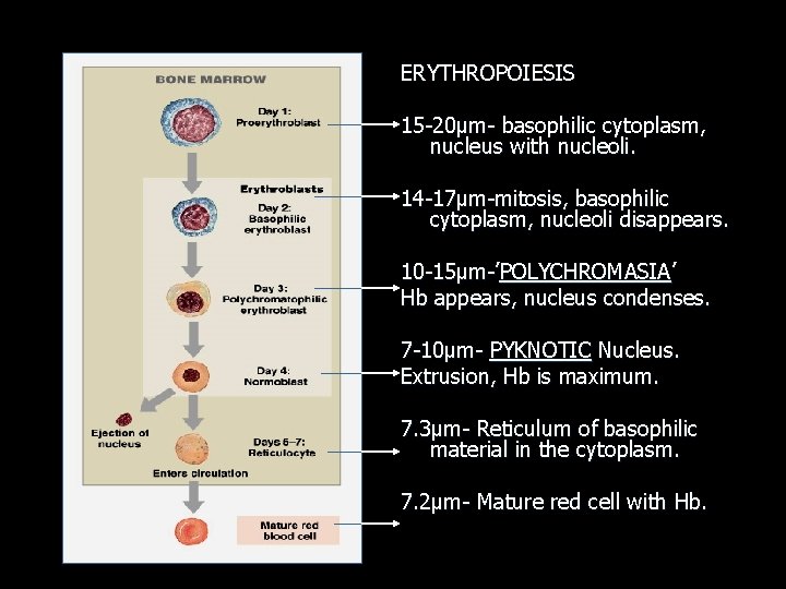 ERYTHROPOIESIS 15 -20µm- basophilic cytoplasm, nucleus with nucleoli. 14 -17µm-mitosis, basophilic cytoplasm, nucleoli disappears.