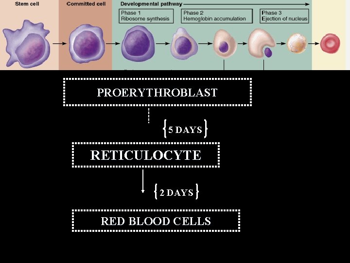 PROERYTHROBLAST 5 DAYS RETICULOCYTE 2 DAYS RED BLOOD CELLS 