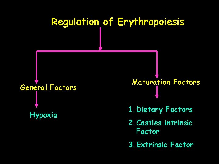 Regulation of Erythropoiesis General Factors Hypoxia Maturation Factors 1. Dietary Factors 2. Castles intrinsic