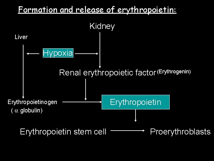 Formation and release of erythropoietin: Kidney Liver Hypoxia Renal erythropoietic factor (Erythrogenin) Erythropoietinogen (