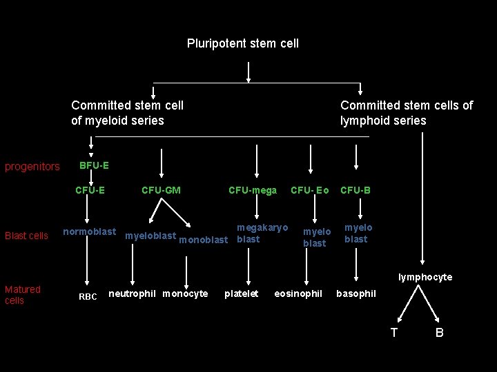 Pluripotent stem cell Committed stem cell of myeloid series progenitors BFU-E CFU-E Blast cells