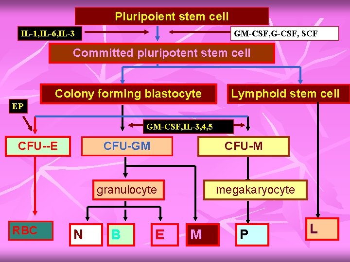 Pluripoient stem cell IL-1, IL-6, IL-3 GM-CSF, G-CSF, SCF Committed pluripotent stem cell Colony