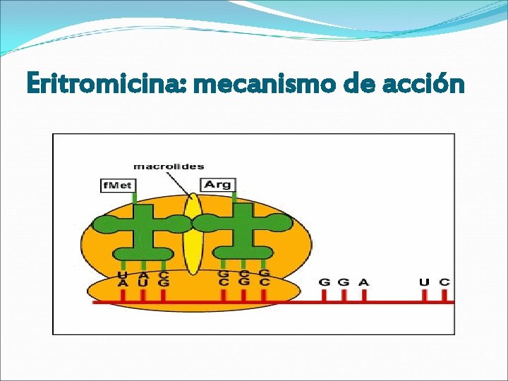 Eritromicina: mecanismo de acción 