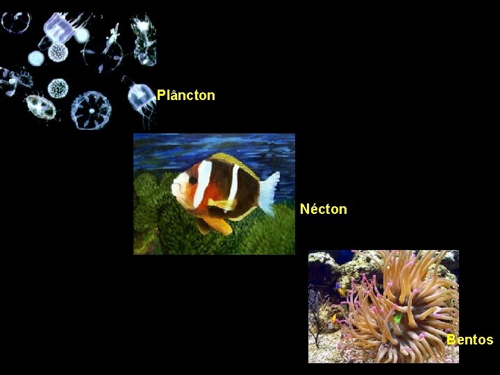 Plâncton Nécton Bentos 