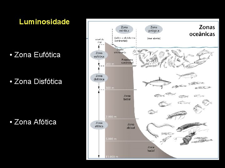 Luminosidade • Zona Eufótica • Zona Disfótica • Zona Afótica 