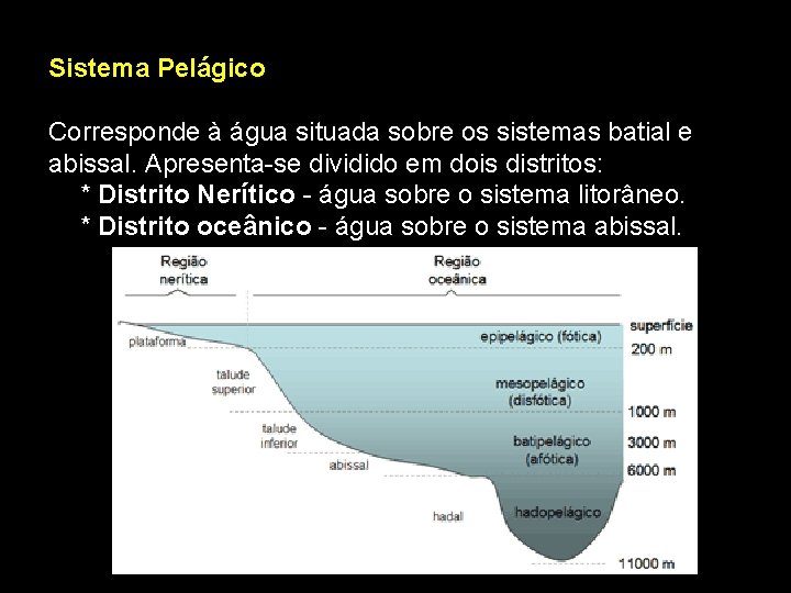 Sistema Pelágico Corresponde à água situada sobre os sistemas batial e abissal. Apresenta-se dividido