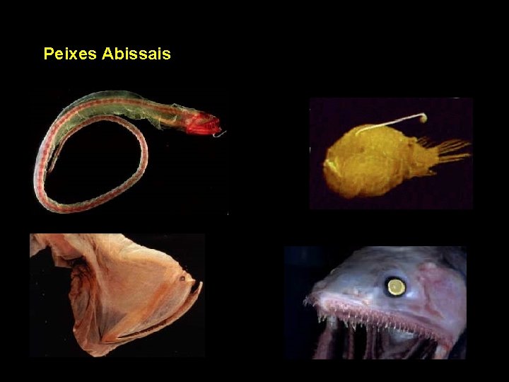 Peixes Abissais 