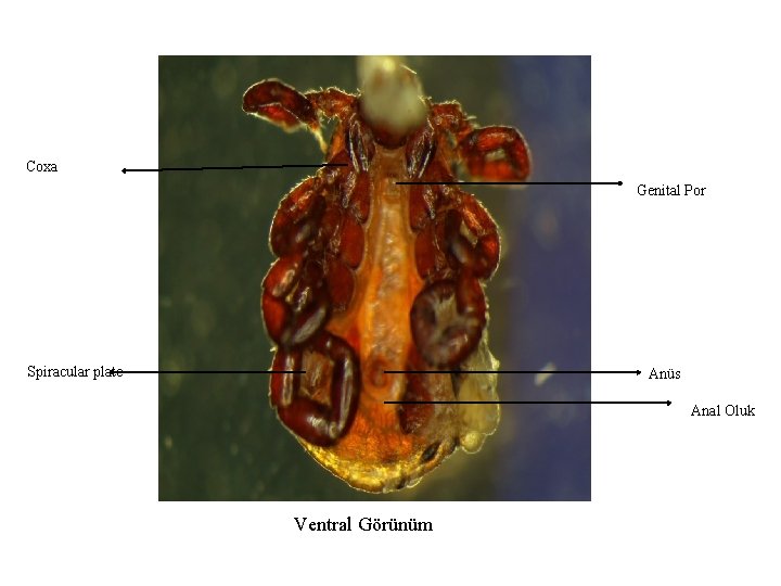 Coxa Genital Por Spiracular plate Anüs Anal Oluk Ventral Görünüm 