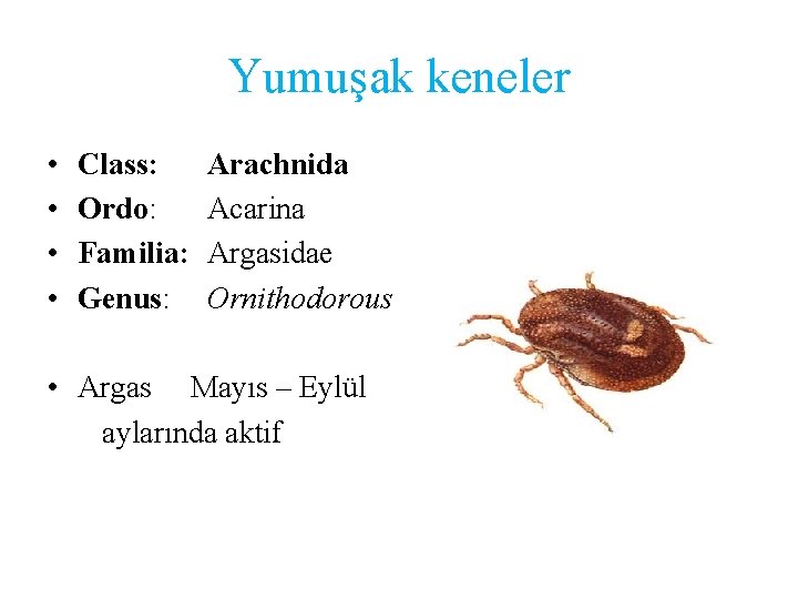 Yumuşak keneler • • Class: Ordo: Familia: Genus: Arachnida Acarina Argasidae Ornithodorous • Argas