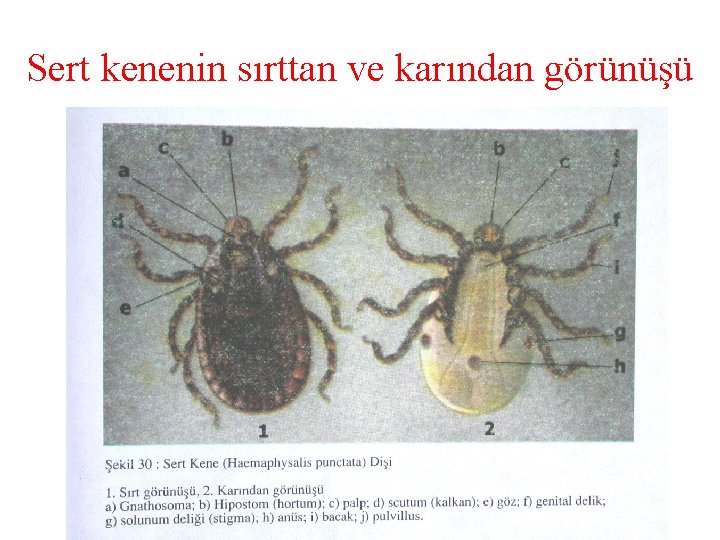 Sert kenenin sırttan ve karından görünüşü 