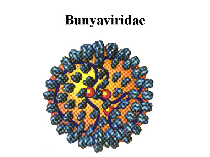 Bunyaviridae 