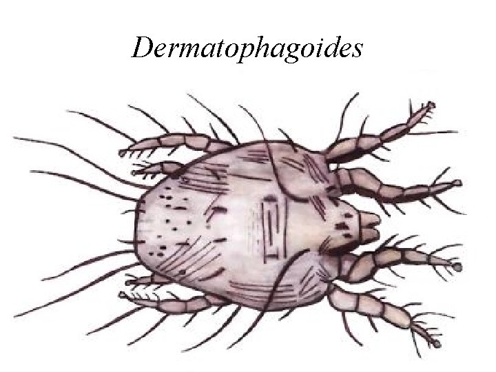 Dermatophagoides 