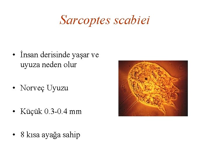 Sarcoptes scabiei • İnsan derisinde yaşar ve uyuza neden olur • Norveç Uyuzu •