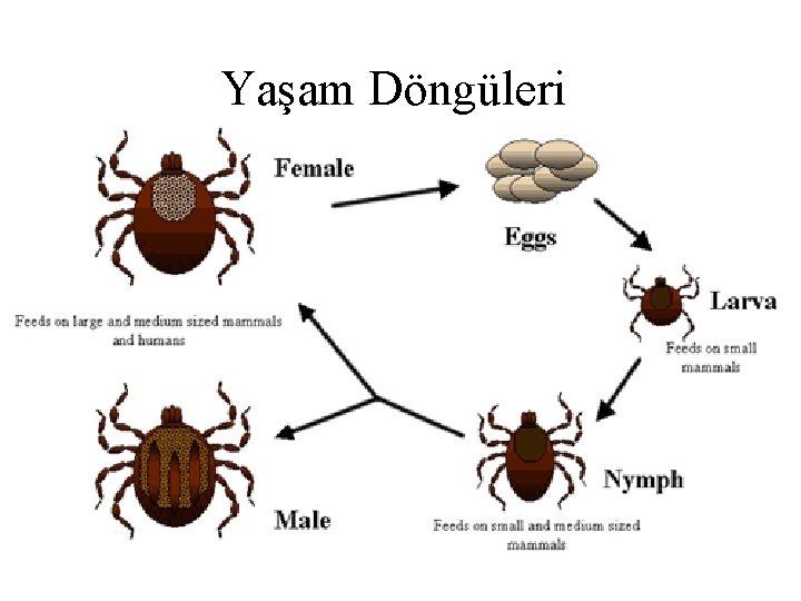 Yaşam Döngüleri 