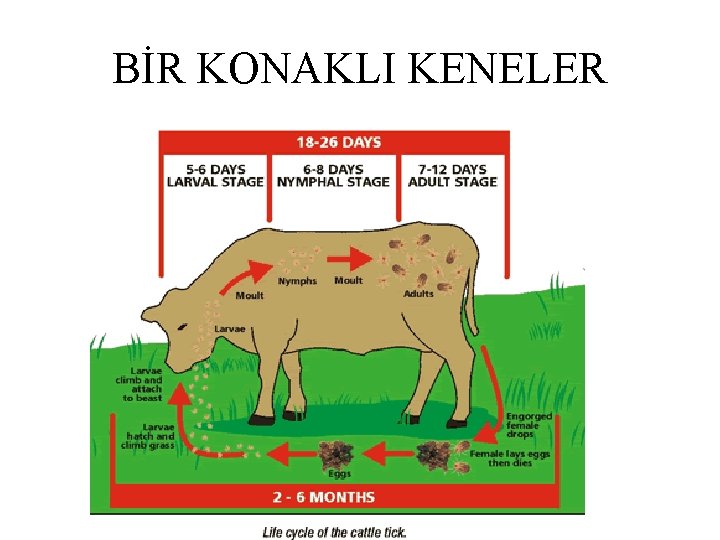 BİR KONAKLI KENELER 