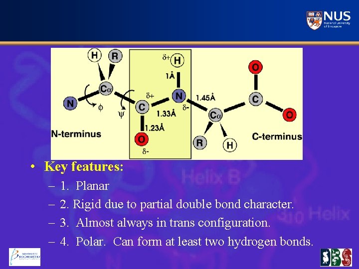  • Key features: – – 1. Planar 2. Rigid due to partial double